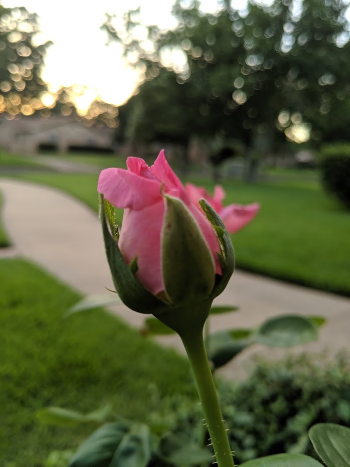 Rose