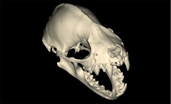 fruit-bat-skull2